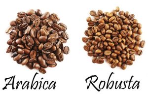 Sự khác biệt về hình dạng của Arabica và Robusta